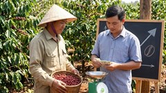 Giá cà phê hôm nay 21.12: Bất ngờ tăng nhẹ cuối tuần