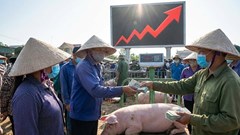 Giá heo hơi hôm nay 21.12: Miền Bắc neo mốc 67.000 đồng/kg