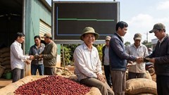 Giá cà phê hôm nay 22.12: Giằng co vùng 90.000 đồng/kg