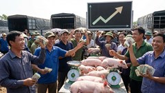 Giá heo hơi hôm nay 22.12: Miền Bắc áp sát mốc 70.000 đồng/kg