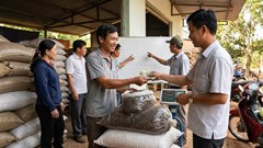 Giá hồ tiêu hôm nay 22.12: Đi ngang ở vùng cao