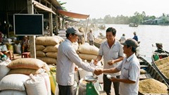 Giá lúa gạo hôm nay 22.12: Gạo đặc sản tiếp tục giữ mức cao