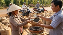 Giá hồ tiêu hôm nay 23.12: Tăng nhẹ, xuất khẩu ổn định