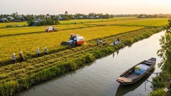 Giá lúa gạo hôm nay 24.12: Ổn định trên diện rộng