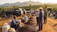 Giá cà phê hôm nay 24.12: Duy trì quanh 92.700 đ/kg