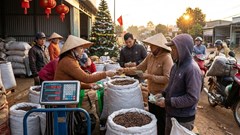 Giá cà phê hôm nay 25.12 neo cao, thị trường lặng sóng