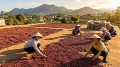 Giá cà phê hôm nay 26.12: Sát mốc 97.000 đồng/kg