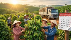 Giá hồ tiêu hôm nay 26.12: Neo cao sát mốc 150.000 đồng/kg