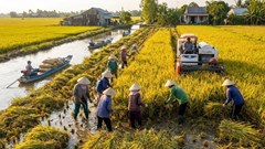 Giá lúa gạo hôm nay 26.12: Lúa ổn định, gạo xuất khẩu cạnh tranh