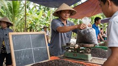 Giá hồ tiêu hôm nay 28.12: Vững mốc 150.000 đồng/kg