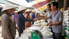 Giá lúa gạo hôm nay 28.12: Lúa tăng nhẹ, gạo chưa biến động