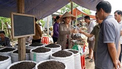 Giá hồ tiêu hôm nay 29.12: Neo cao sát mốc 150.000 đồng/kg