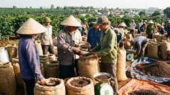 Giá cà phê hôm nay 30.12 giảm nhẹ, neo ở 96.000 đ/kg