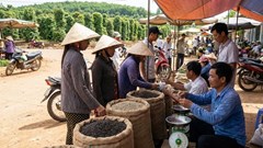 Giá hồ tiêu hôm nay 30.12: Neo cao cuối năm, chờ bứt phá