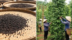 Giá hồ tiêu hôm nay 31.12: Giữ mốc 150.000 đồng/kg, khép năm tích cực