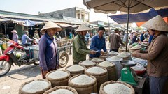 Giá lúa gạo hôm nay 31.12: Trong nước ổn định, xuất khẩu giảm nhẹ