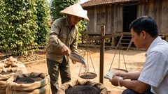 Giá tiêu hôm nay 1.1.2026: Thị trường giảm như nào ngày đầu năm?