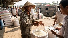 Giá lúa gạo hôm nay 1.1.2026: Biến động như nào so với cuối năm 2025?