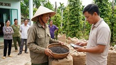 Giá hồ tiêu hôm nay 2.1: Còn giữ mốc 150.000 đồng/kg?