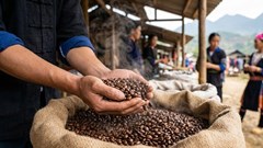 Giá cà phê hôm nay 5.1 có tiếp tục giữ mức cao?