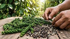 Giá hồ tiêu hôm nay 5.1: Vì sao vẫn “neo cao” sau Tết Dương lịch?