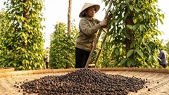 Giá hồ tiêu hôm nay 6.1: Đi ngang, thị trường ổn định