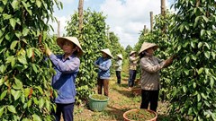 Giá hồ tiêu hôm nay 7.1.2026: Tăng nhẹ, thị trường tích cực