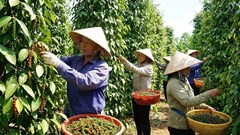 Giá hồ tiêu hôm nay 8.1.2026: Tăng vượt mốc 150.000 đồng/kg