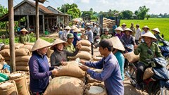 Giá lúa gạo hôm nay 8.1.2026: Giao dịch chậm, giá ổn định