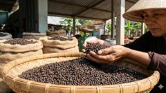 Giá hồ tiêu hôm nay 11.1.2026: Vững vàng ở vùng đỉnh