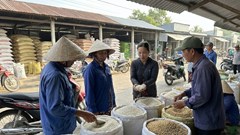 Giá lúa gạo hôm nay 11.1: Giao dịch chậm, chưa có đột biến