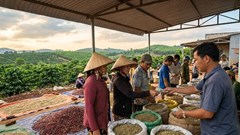 Giá cà phê hôm nay 12.1.2026 giảm nhẹ