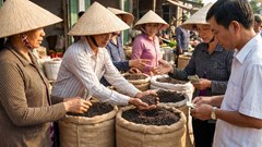 Giá hồ tiêu hôm nay 12.1: Tiếp tục đi ngang quanh mức 150.000 đồng/kg