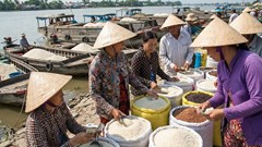 Giá lúa gạo hôm nay 12.1: Ổn định trong nước và xuất khẩu