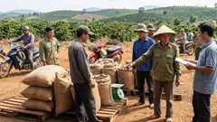 Giá cà phê hôm nay 14.1.2026: Biến động như nào?