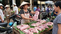 Giá heo hơi hôm nay 14.1.2026: Giá tăng chậm nhưng bền