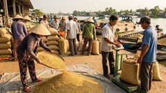 Giá lúa gạo hôm nay 14.1: Giao dịch trầm lắng