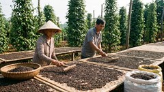 Giá hồ tiêu hôm nay 16.1: Lùi nhẹ dưới 151.000 đồng/kg