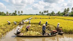 Giá lúa gạo hôm nay 18.1: Giao dịch chậm