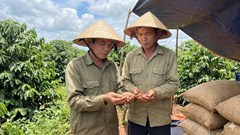 Giá cà phê hôm nay 21.1.2026 áp sát mốc 100.000 đồng/kg