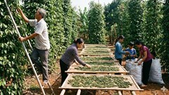 Giá hồ tiêu hôm nay 21.1.2026: Đi ngang trước thềm Tết