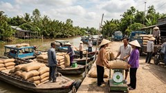 Giá lúa gạo hôm nay 22.1: Gạo nguyên liệu tăng nhẹ, lúa tươi giữ giá