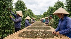 Giá hồ tiêu hôm nay 22.1: Đi ngang trước Tết