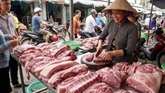 Giá heo hơi hôm nay 27.1.2026: Miền Bắc lập đỉnh 80.000 đồng/kg