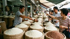 Giá lúa gạo hôm nay 28.1.2026: Thị trường ổn định trước Tết