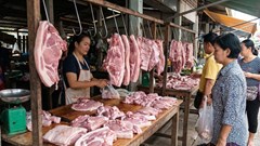 Giá heo hơi hôm nay 1.2.2026: Giá neo cao 75.000–81.000 đồng/kg