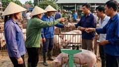 Giá heo hơi hôm nay 3.2.2026: Miền Bắc tiếp tục dẫn đầu