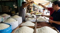 Giá lúa gạo hôm nay 5.2: Lúa Đài Thơm 8, OM 18 neo cao