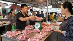 Giá heo hơi hôm nay 10.2: Miền Bắc giữ đỉnh 76.000 đồng/kg