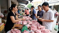 Giá heo hơi hôm nay 23.2: Miền Trung chạm mức 74.000 đồng/kg